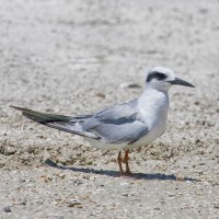 Forster's Tern